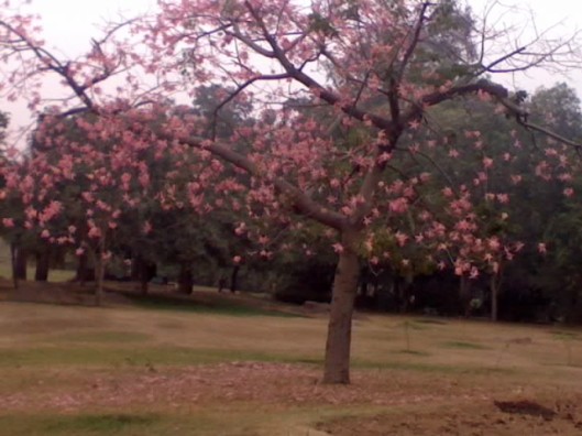 Pink Tree